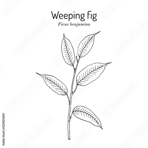 Weeping or benjamin fig (Ficus benjamina), ornamental plant. Hand drawn vector illustration