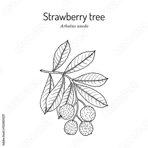 Strawberry tree (Arbutus unedo), medicinal plant. Hand drawn vector illustration