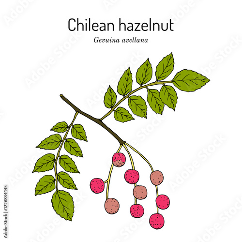 Chilean hazelnut (Gevuina avellana), edible and medicinal plant. Hand drawn vector illustration