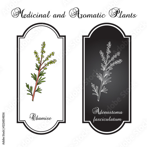 Chamise or greasewood (Adenostoma fasciculatum), medicinal plant. Hand drawn vector illustration