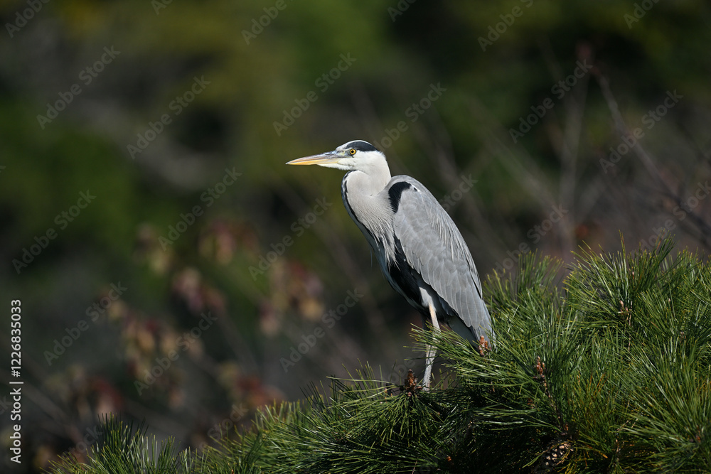 Fototapeta premium アオサギ gray heron