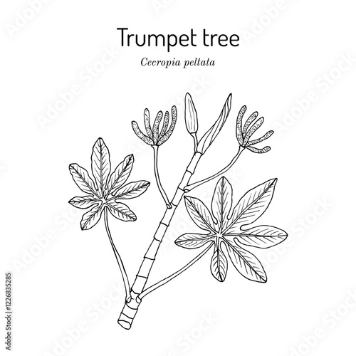 Trumpet tree or snakewood (cecropia peltata), medicinal plant. Hand drawn vector illustration