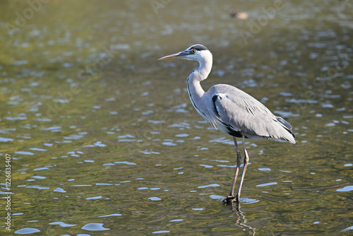 Canvastavla アオサギ gray heron