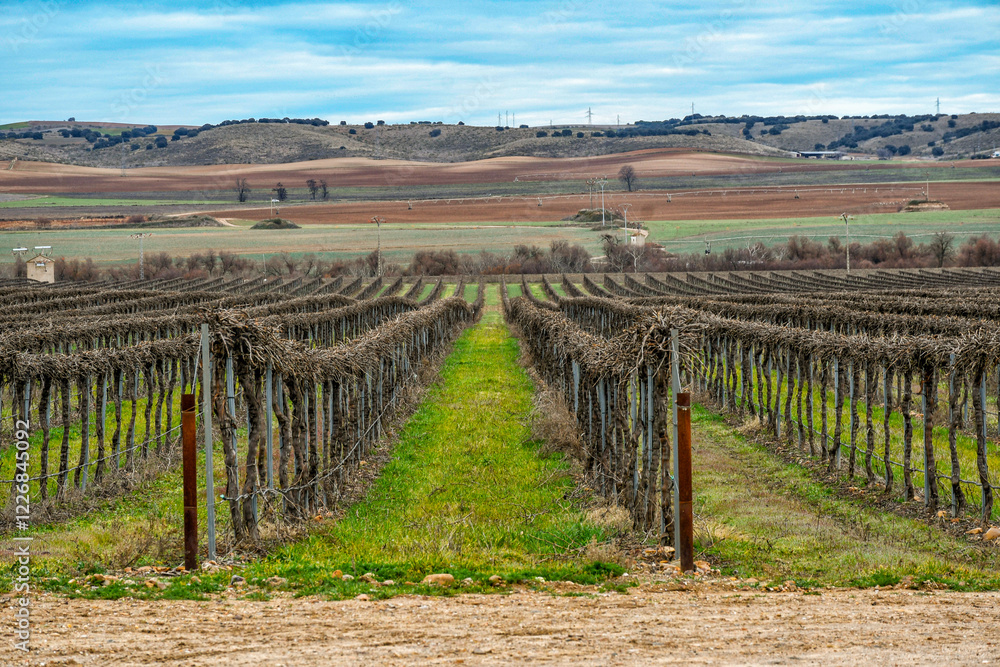 Fototapeta premium Picturesque Vineyard in Toledo Province, Castilla-La Mancha, Spain