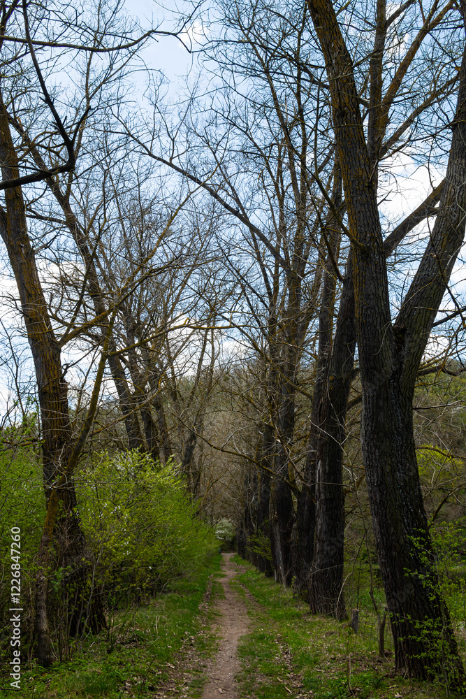 Scenic pathway through bare trees and fresh greenery in Ternopil oblast Ukraine during springtime Scenic pathway through bare trees and fresh greenery in Ternopil oblast Ukraine during springtime