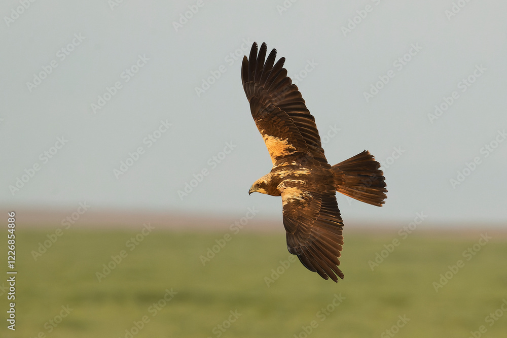 Fototapeta premium Western marsh harrier flying in a Mediterranean meadow of grass, ash trees, oaks and pines with the last light of a winter day
