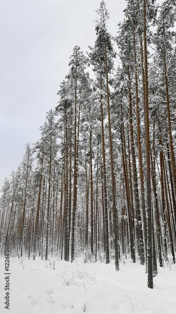 Winter Wonderland: Snowy Forest of Karelia.
Immerse yourself in the breathtaking beauty of Karelia’s winter forest. Winter Wonderland: Snowy Forest of Karelia.
Immerse yourself in the breathtaking beauty of Karelia’s winter forest.