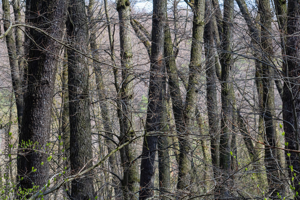 Tall trees with bare branches in a forest during early spring in the countryside Tall trees with bare branches in a forest during early spring in the countryside