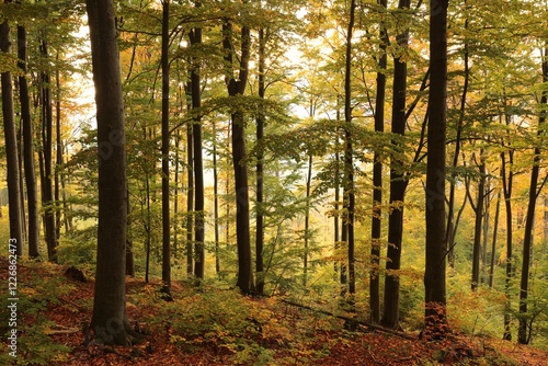 Autumn beech forest on the mountain slope during sunrise, October, Poland