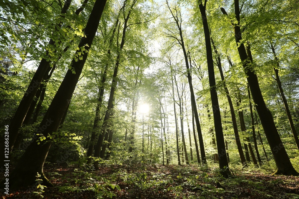 Fototapeta premium Spring deciduous forest on a sunny May morning. Poland.