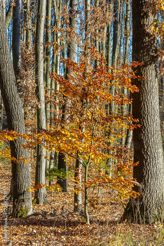 Bright orange leaves of a young tree stand out among tall, bare trees during autumn in a peaceful forest setting