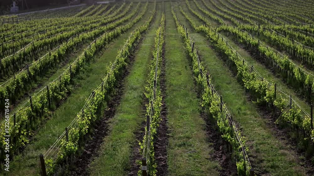 Rows of vineyards at sunset. Aerial view of rows of vineyards stretching away into the distance in the already setting sunset sunlight. Rows of vineyards at sunset. Aerial view of rows of vineyards stretching away into the distance in the already setting sunset sunlight.