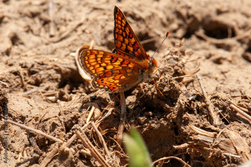 A vibrant butterfly with orange and black patterned wings rests on sun-baked earth, its delicate legs gently touching the dry soil. A vibrant butterfly with orange and black patterned wings rests on sun-baked earth, its delicate legs gently touching the dry soil.
