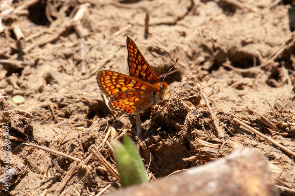Obraz premium A vibrant orange butterfly with intricate wing patterns rests on sun-baked earth, its delicate form contrasting with the dry, earthy tones of its surroundings.