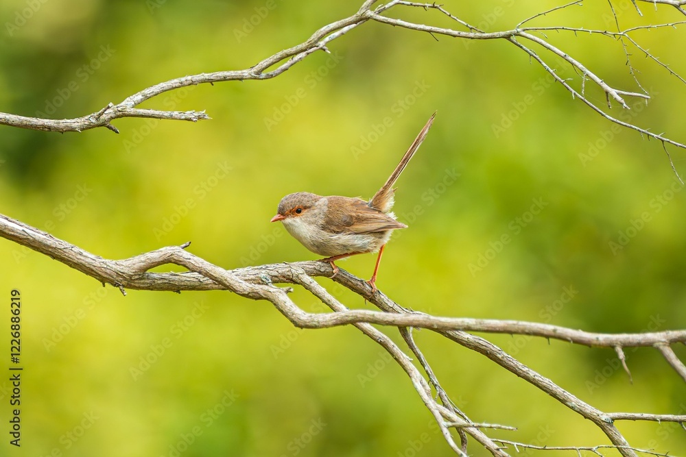 Obraz premium A small Australian Fairywren perched on a branch with a vibrant green blurred background.