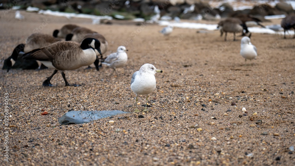Geese and seagulls on coastal shoreline Geese and seagulls on coastal shoreline