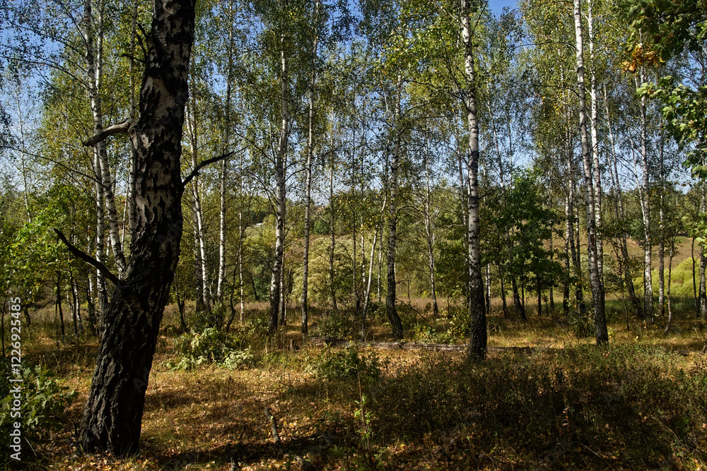 Mixed Grove on a Clear Day in Early Autumn