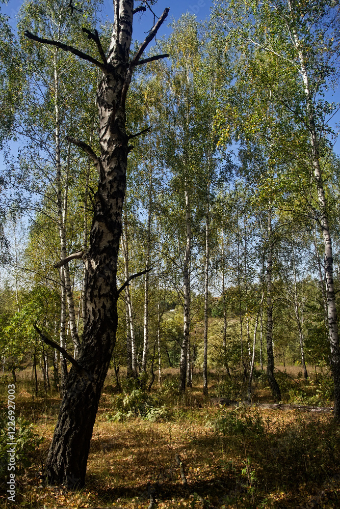 Mixed Grove on a Clear Day in Early Autumn Mixed Grove on a Clear Day in Early Autumn