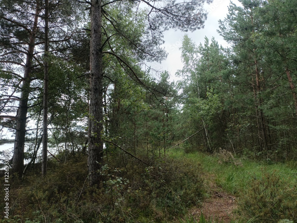 Rekyva forest during sunny summer day. Pine and birch tree woodland. Blueberry bushes are growing in woods. Sunny day with white and gray clouds in sky. Summer season. Nature. Rekyvos miskas. Rekyva forest during sunny summer day. Pine and birch tree woodland. Blueberry bushes are growing in woods. Sunny day with white and gray clouds in sky. Summer season. Nature. Rekyvos miskas.