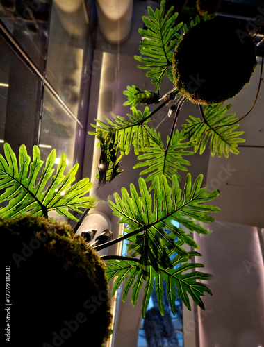 mummified moss stuck to a ball of substrate. A tropical plant is planted in ball and hangs down from ceiling. a decorative arrangement originating from Japanese culture, hanging cable, staircase photo