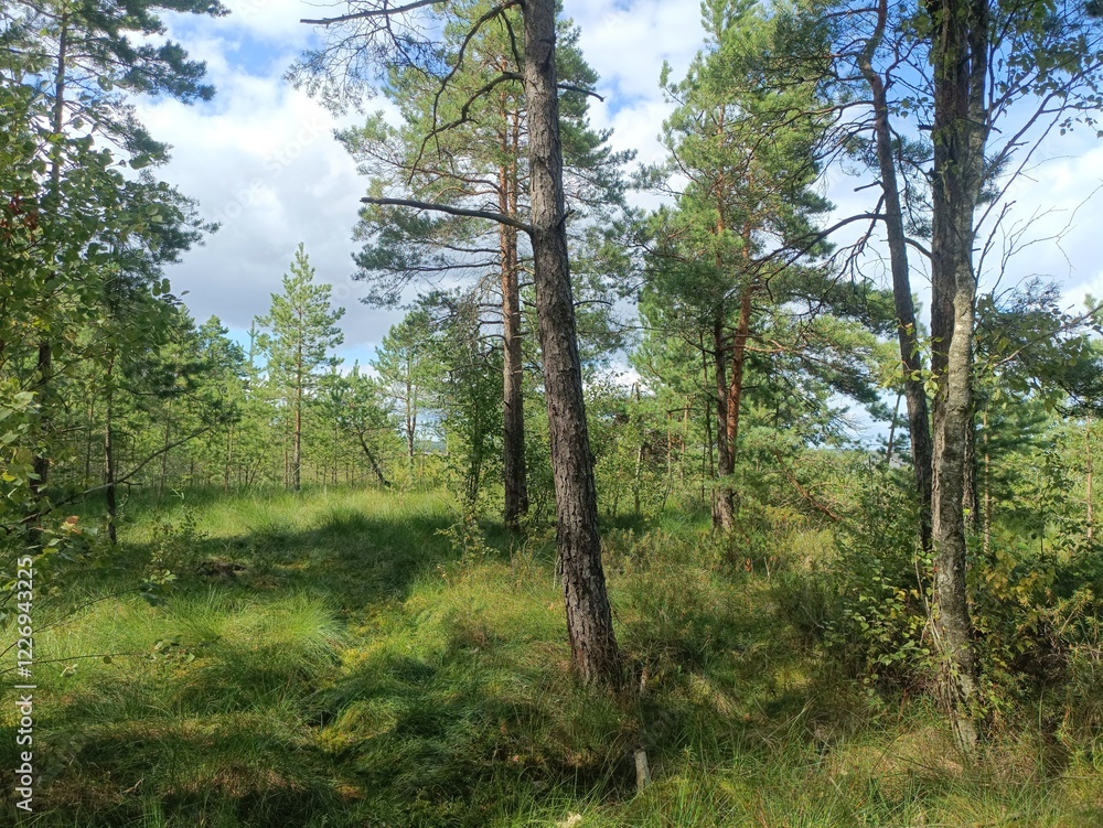 Rekyva forest during sunny summer day. Pine and birch tree woodland. Blueberry bushes are growing in woods. Sunny day with white and gray clouds in sky. Summer season. Nature. Rekyvos miskas. Rekyva forest during sunny summer day. Pine and birch tree woodland. Blueberry bushes are growing in woods. Sunny day with white and gray clouds in sky. Summer season. Nature. Rekyvos miskas.