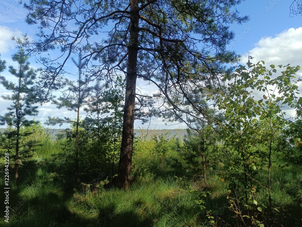 Rekyva forest and lake during sunny summer day. Pine and birch tree woodland. Bushes are growing in woods. Wavy lake.Sunny day with white and gray clouds in sky. Summer season. Nature. Rekyvos miskas. Rekyva forest and lake during sunny summer day. Pine and birch tree woodland. Bushes are growing in woods. Wavy lake.Sunny day with white and gray clouds in sky. Summer season. Nature. Rekyvos miskas.
