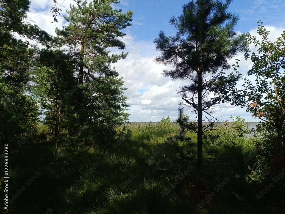 Rekyva forest during sunny summer day. Pine and birch tree woodland. Blueberry bushes are growing in woods. Sunny day with white and gray clouds in sky. Summer season. Nature. Rekyvos miskas. Rekyva forest during sunny summer day. Pine and birch tree woodland. Blueberry bushes are growing in woods. Sunny day with white and gray clouds in sky. Summer season. Nature. Rekyvos miskas.