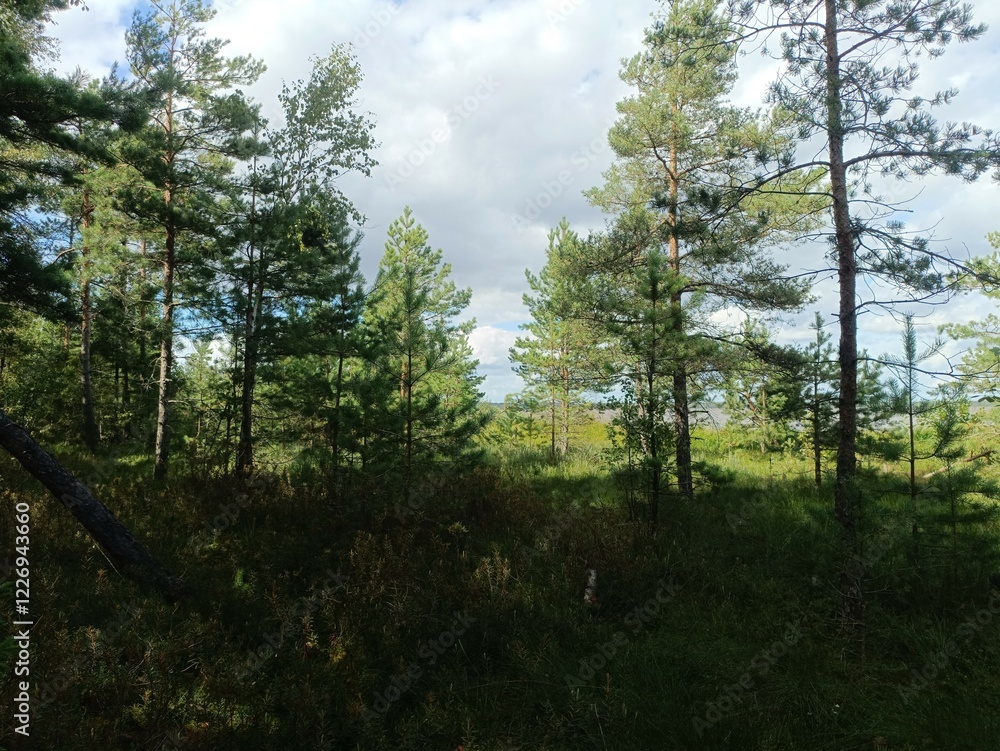 Rekyva forest during sunny summer day. Pine and birch tree woodland. Blueberry bushes are growing in woods. Sunny day with white and gray clouds in sky. Summer season. Nature. Rekyvos miskas. Rekyva forest during sunny summer day. Pine and birch tree woodland. Blueberry bushes are growing in woods. Sunny day with white and gray clouds in sky. Summer season. Nature. Rekyvos miskas.