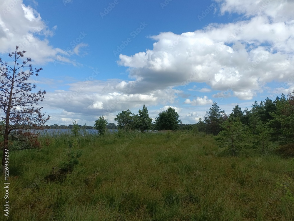 Rekyva forest and lake during sunny summer day. Pine and birch tree woodland. Bushes are growing in woods. Wavy lake.Sunny day with white and gray clouds in sky. Summer season. Nature. Rekyvos miskas. Rekyva forest and lake during sunny summer day. Pine and birch tree woodland. Bushes are growing in woods. Wavy lake.Sunny day with white and gray clouds in sky. Summer season. Nature. Rekyvos miskas.