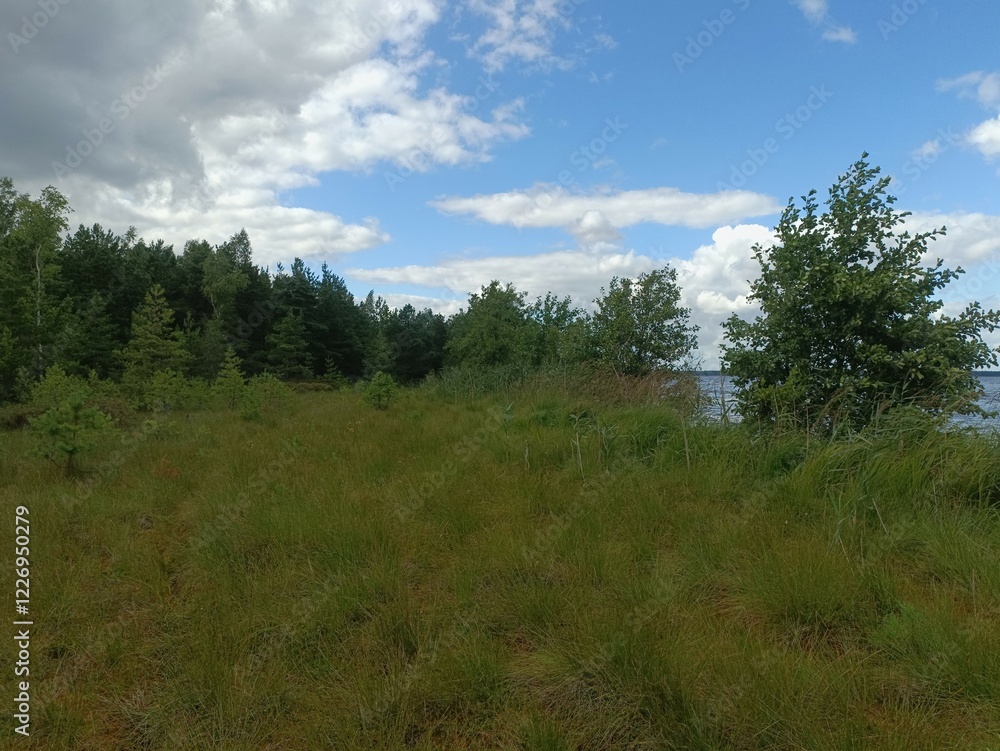 Rekyva forest and lake during sunny summer day. Pine and birch tree woodland. Bushes are growing in woods. Wavy lake.Sunny day with white and gray clouds in sky. Summer season. Nature. Rekyvos miskas. Rekyva forest and lake during sunny summer day. Pine and birch tree woodland. Bushes are growing in woods. Wavy lake.Sunny day with white and gray clouds in sky. Summer season. Nature. Rekyvos miskas.