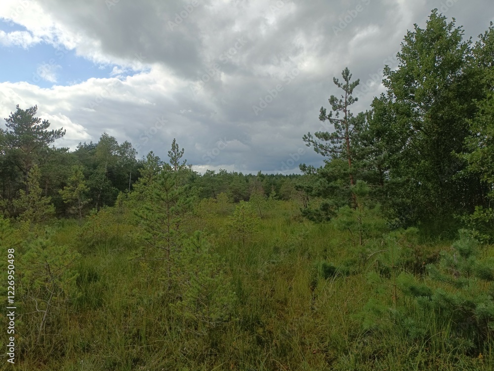 Rekyva forest during sunny summer day. Pine and birch tree woodland. Blueberry bushes are growing in woods. Sunny day with white and gray clouds in sky. Summer season. Nature. Rekyvos miskas. Rekyva forest during sunny summer day. Pine and birch tree woodland. Blueberry bushes are growing in woods. Sunny day with white and gray clouds in sky. Summer season. Nature. Rekyvos miskas.