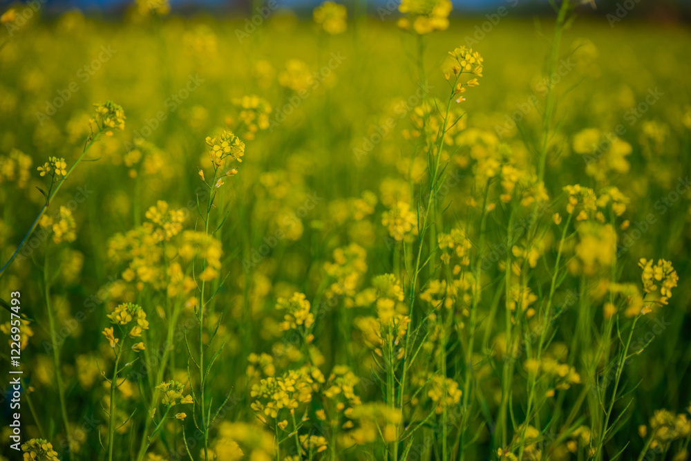 Obraz premium Close-Up of Blooming Mustard Flowers in a Vibrant Yellow Field in Rajshahi, Bangladesh