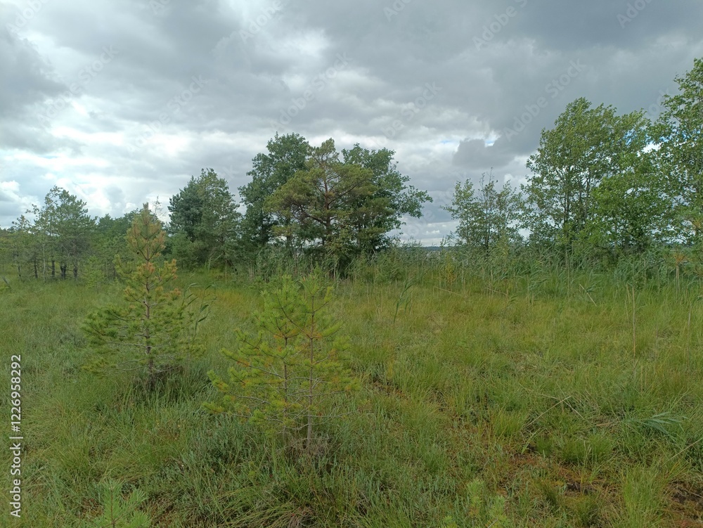 Rekyva forest during sunny summer day. Pine and birch tree woodland. Blueberry bushes are growing in woods. Sunny day with white and gray clouds in sky. Summer season. Nature. Rekyvos miskas. Rekyva forest during sunny summer day. Pine and birch tree woodland. Blueberry bushes are growing in woods. Sunny day with white and gray clouds in sky. Summer season. Nature. Rekyvos miskas.