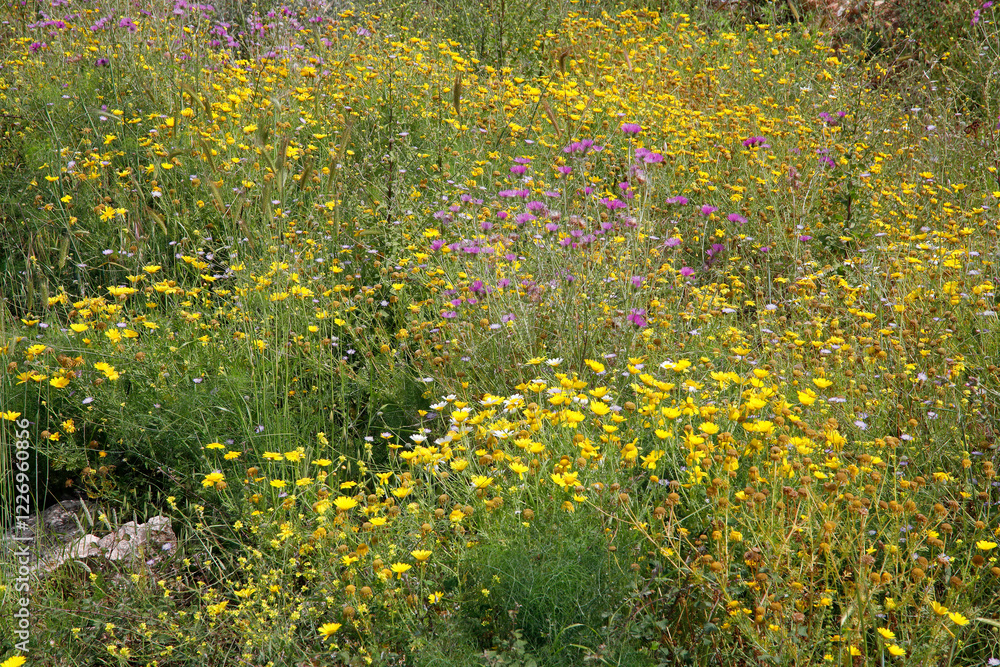 Obraz premium Wildblumen-Wiese im Sommer