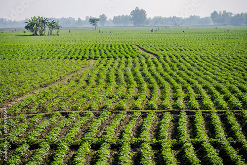 Vast Green Agricultural Fields with Young Crops in Dinajpur, Rangpur, Bangladesh photo