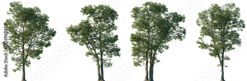 Set of Carya ovalis (the red hickory or sweet pignut hickory) isolated png in sunny daylight on a transparent background perfectly cutout