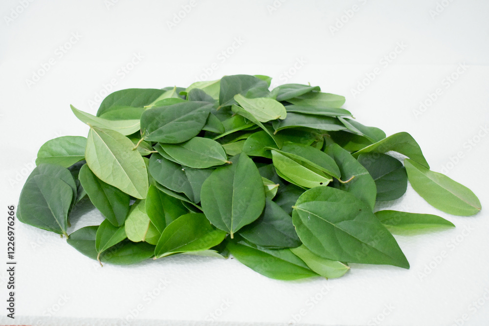 Obraz premium Green grass jelly leaves (Cyclea barbata) are leaves that are usually used as medicine. These leaves can also be processed into grass jelly by squeezing the water.