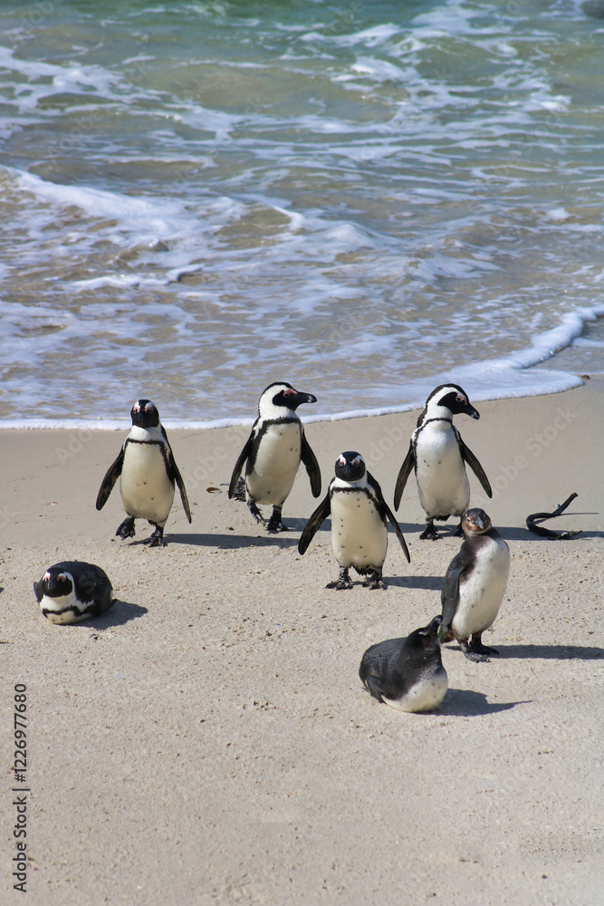 Naklejka premium close view of penguins near ocean shore in boulders beach