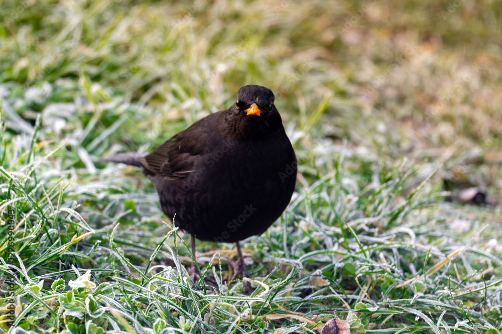 A common blackbird (Turdus merula) forages on a frozen lawn, searching for seeds to eat. It looks directly into the camera, capturing a moment of curiosity and winter survival A common blackbird (Turdus merula) forages on a frozen lawn, searching for seeds to eat. It looks directly into the camera, capturing a moment of curiosity and winter survival