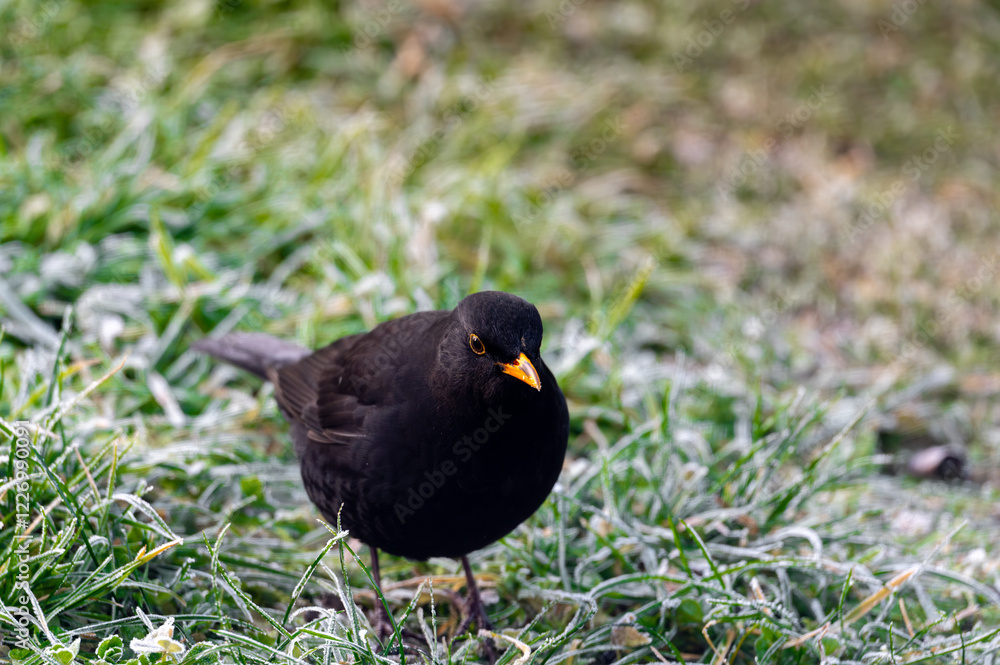 A common blackbird (Turdus merula) forages on a frozen lawn, searching for seeds to eat. It looks directly into the camera, capturing a moment of curiosity and winter survival