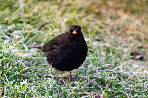 Obraz na płótnie A common blackbird (Turdus merula) forages on a frozen lawn, searching for seeds to eat. It looks directly into the camera, capturing a moment of curiosity and winter survival w salonie