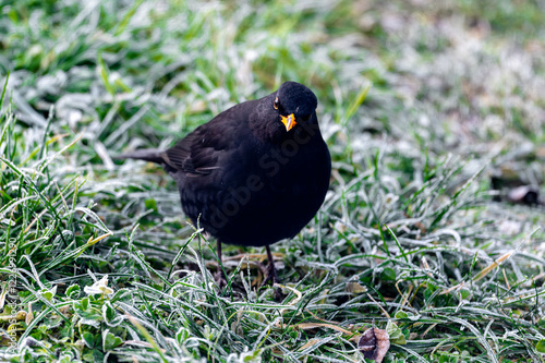 A common blackbird (Turdus merula) forages on a frozen lawn, searching for seeds to eat. It looks directly into the camera, capturing a moment of curiosity and winter survival photo