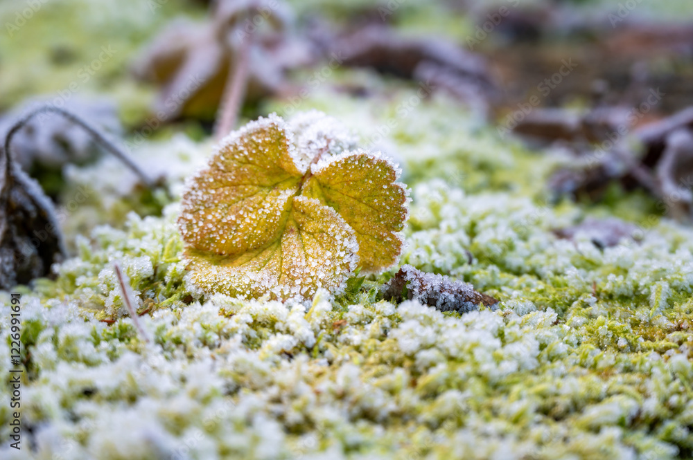 Close-up of frozen leaves covered in ice crystals. The leaves display shades of green, brown, and red, creating an abstract natural pattern that highlights the beauty of winter frost