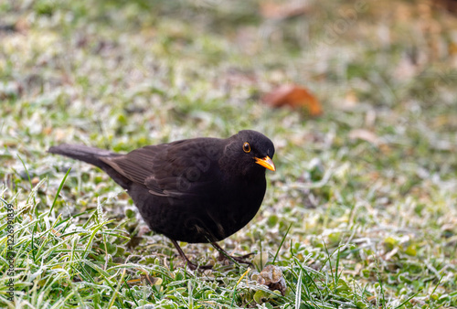 Obraz na płótnie A common blackbird (Turdus merula) forages on a frozen lawn, searching for seeds to eat. It looks directly into the camera, capturing a moment of curiosity and winter survival w salonie
