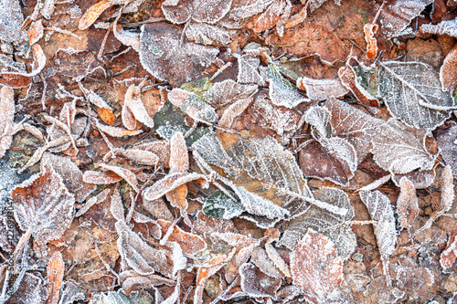 Close-up of frozen leaves covered in ice crystals. The leaves display shades of green, brown, and red, creating an abstract natural pattern that highlights the beauty of winter frost