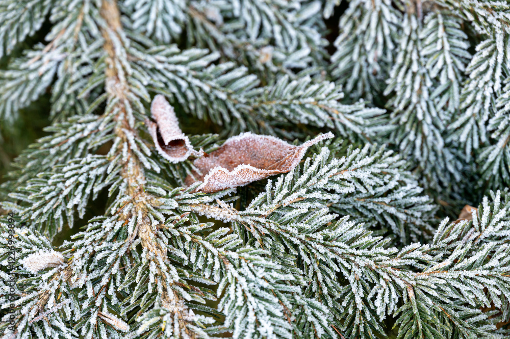 Close-up of a conifer branch covered in delicate ice crystals. The frozen needles glisten in the cold winter light, showcasing the intricate beauty of frost on nature's details