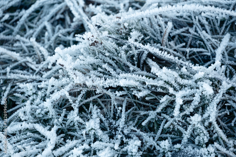 Frozen grass and branches covered in delicate ice crystals. The intricate frost formations shimmer in the cold winter light, highlighting the beauty of natures frozen details