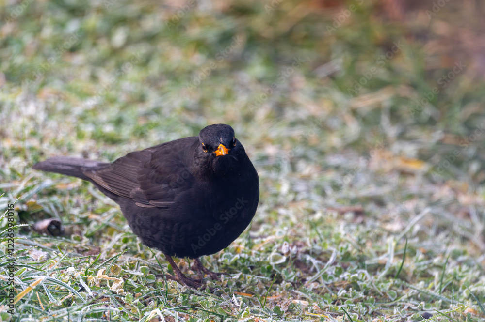 A common blackbird (Turdus merula) forages on a frozen lawn, searching for seeds to eat. It looks directly into the camera, capturing a moment of curiosity and winter survival A common blackbird (Turdus merula) forages on a frozen lawn, searching for seeds to eat. It looks directly into the camera, capturing a moment of curiosity and winter survival