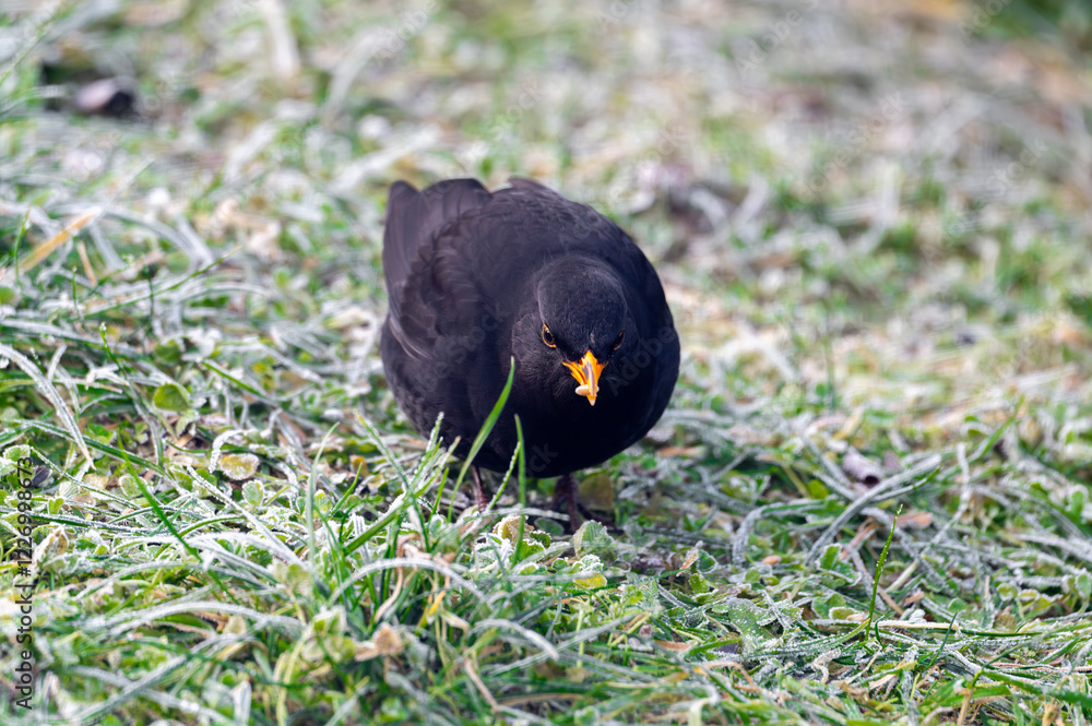 A common blackbird (Turdus merula) forages on a frozen lawn, searching for seeds to eat. It looks directly into the camera, capturing a moment of curiosity and winter survival