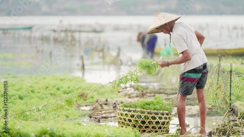 Southeast Asian senior man farmer harvesting red seaweed or eucheuma cottonii in traditional basket on farm or plantation in nusa lembongan, bali, indonesia photo